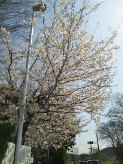 さくらさいとる