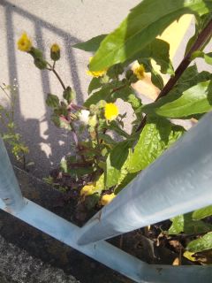 ��^���[�^neko