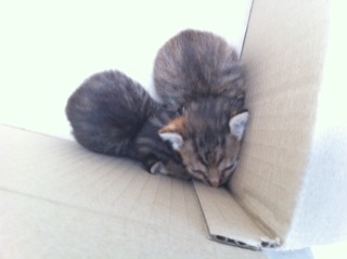 �Ђ�������