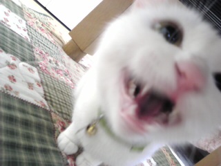 にゃ! にゃにゃ!