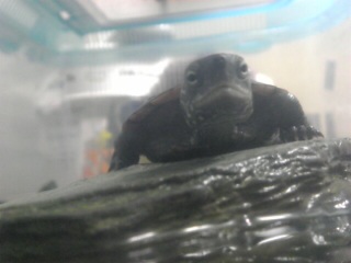 亀がおとなしくなるくらい