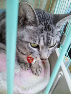 ��邱�ƃ���