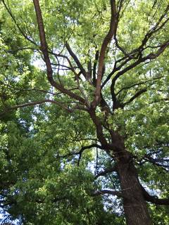 のどがいたいのは